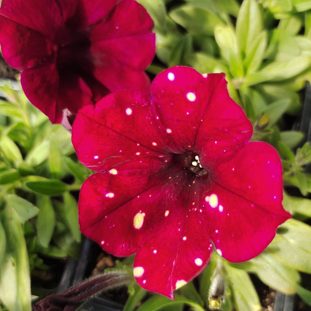 Петуния AlpeTunia Burgundy Sky / Альпетуния Бургунди Скай, р9