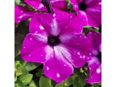 Петуния Famous Circus Sky / Феймос Циркус Скай, р9