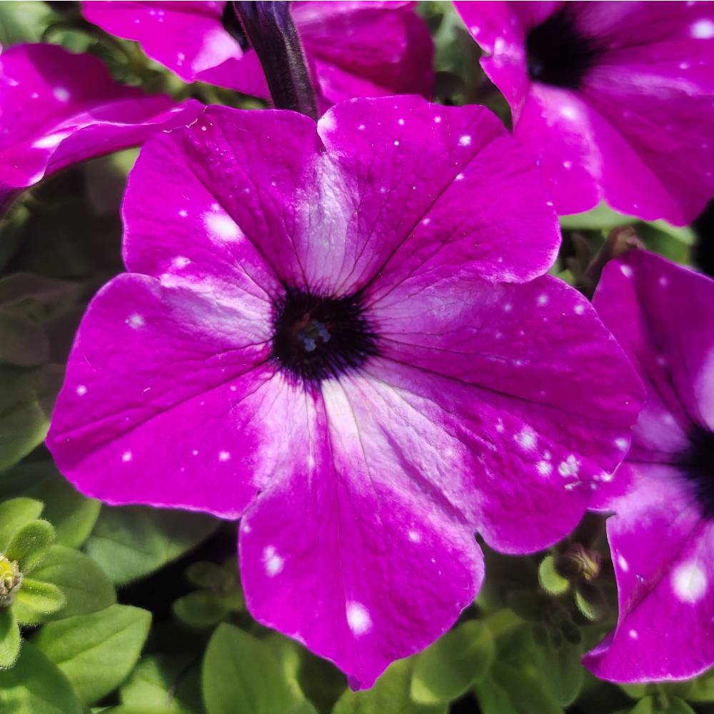 Петуния Famous Circus Sky / Феймос Циркус Скай, р9