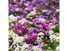 Алиссум микс, кассета 6шт