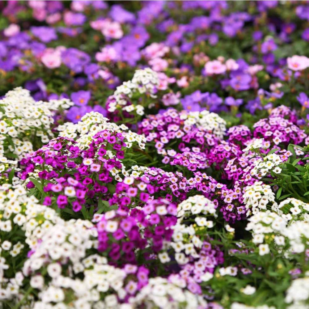 Алиссум микс, кассета 6шт