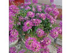 Алиссум ампельный Стрим Распберри /Stream Raspberry, р9