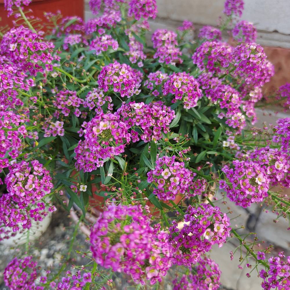 Алиссум ампельный Стрим Распберри /Stream Raspberry, р9