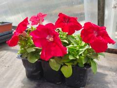 Петуния Лимбо РЕД, кассета 6