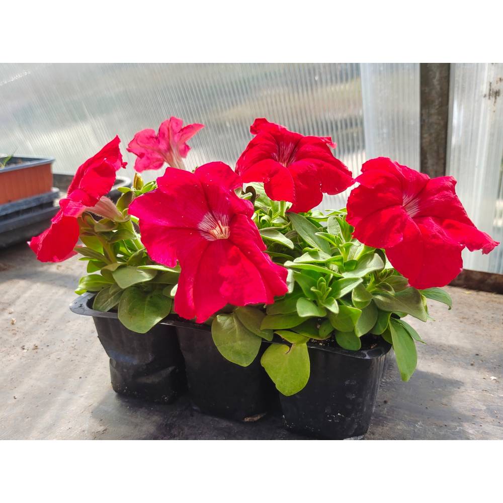 Петуния Лимбо РЕД, кассета 6