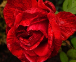 Роза чайно-гибридная Ред Интуишн (Red Intuition)
