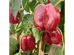 Рассада перца (кассета 6шт, 65руб/шт)