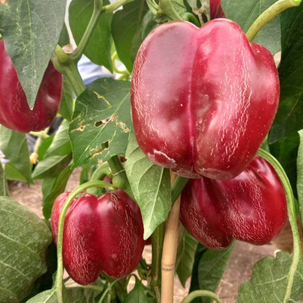 Рассада перца (кассета 6шт, 65руб/шт)