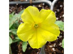 Петуния Crazytunia Yello (Крейзитуния Елло)