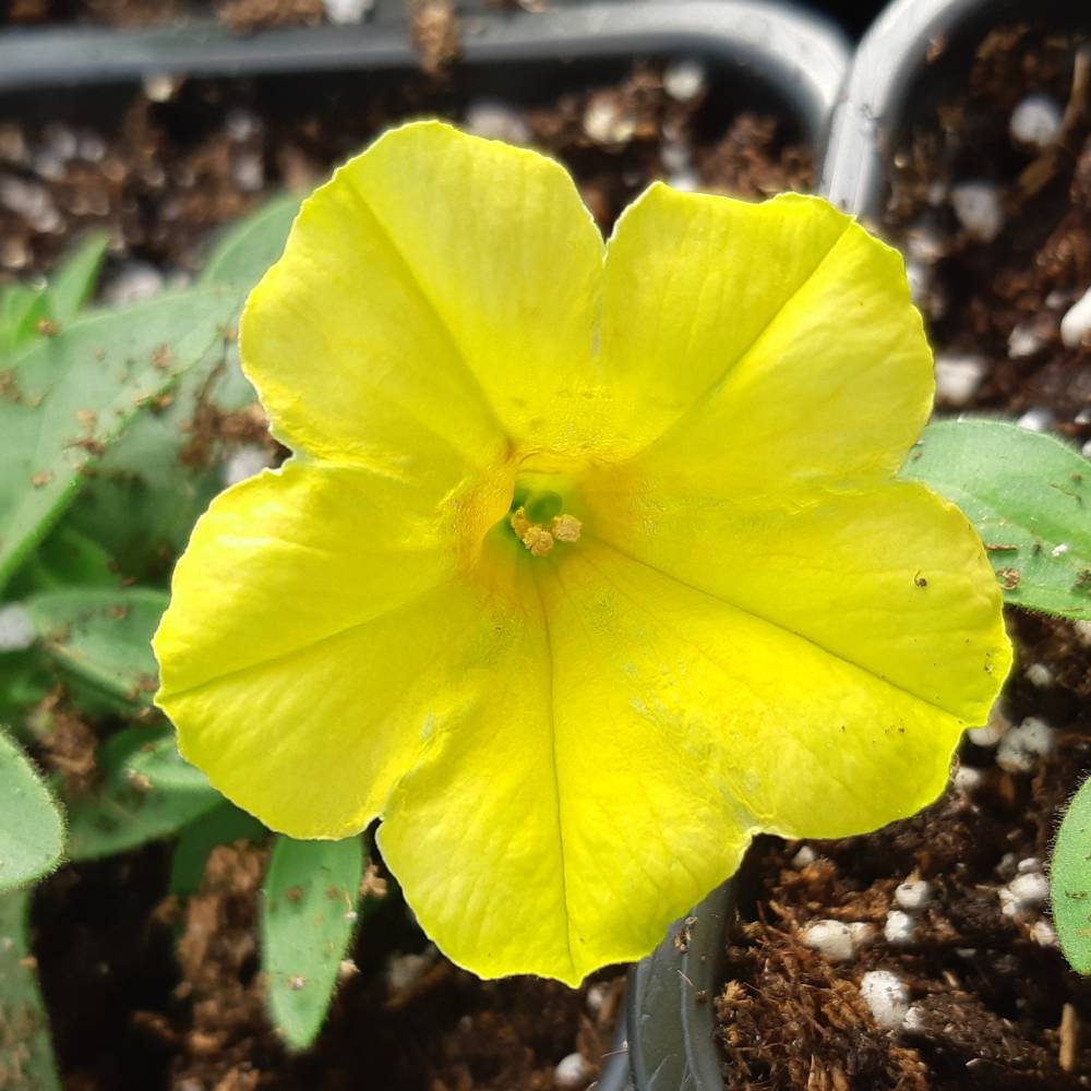 Петуния Crazytunia Yello (Крейзитуния Елло)