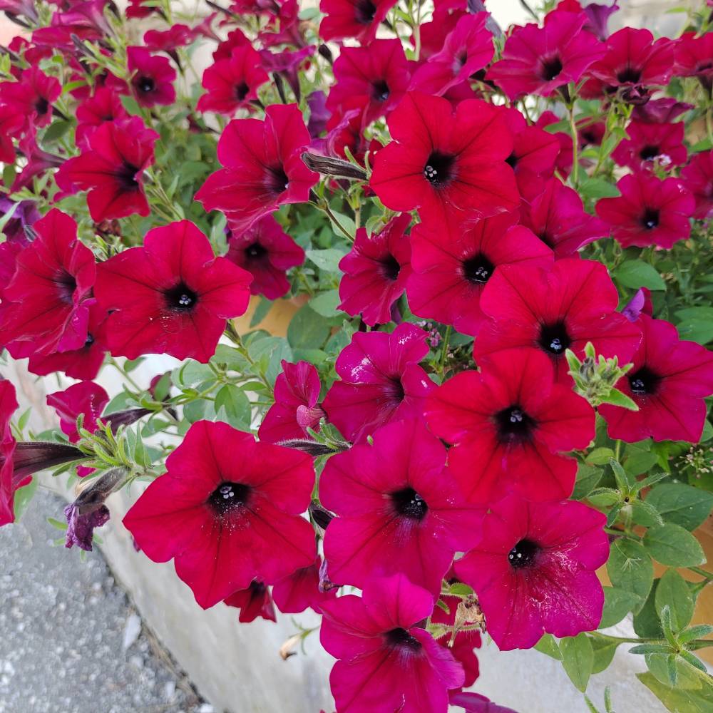 Петуния ампельная Тайдал Вейв Ред Велюр, р9