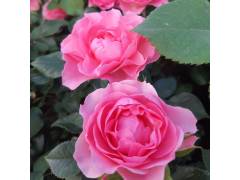 Ай ам грейтфул, горшок 0,5л, возраст 1 год;