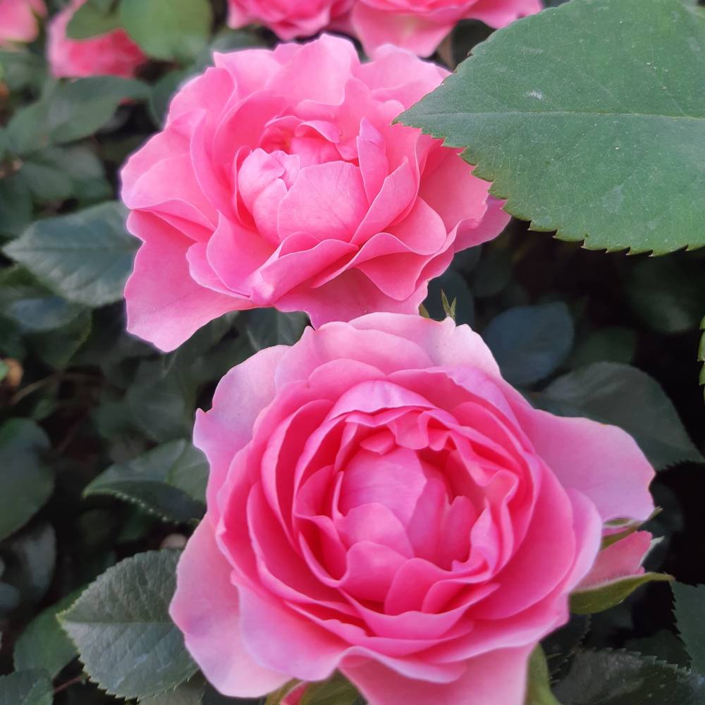 Ай ам грейтфул, горшок 0,5л, возраст 1 год;