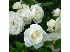 Айсберг, горшок 0,5л, возраст 1 год