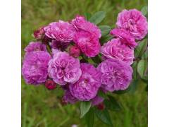 Алевья, горшок 0,5л, возраст 1 год