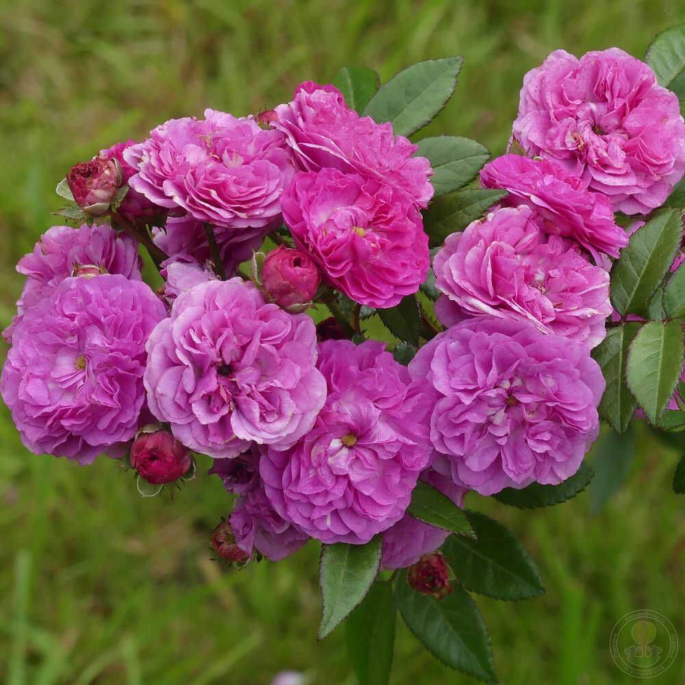 Алевья, горшок 0,5л, возраст 1 год