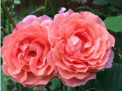 Алибаба, горшок 0,5л, возраст 1 год