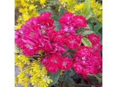 Альберих, горшок 0,5л, возраст 1 год