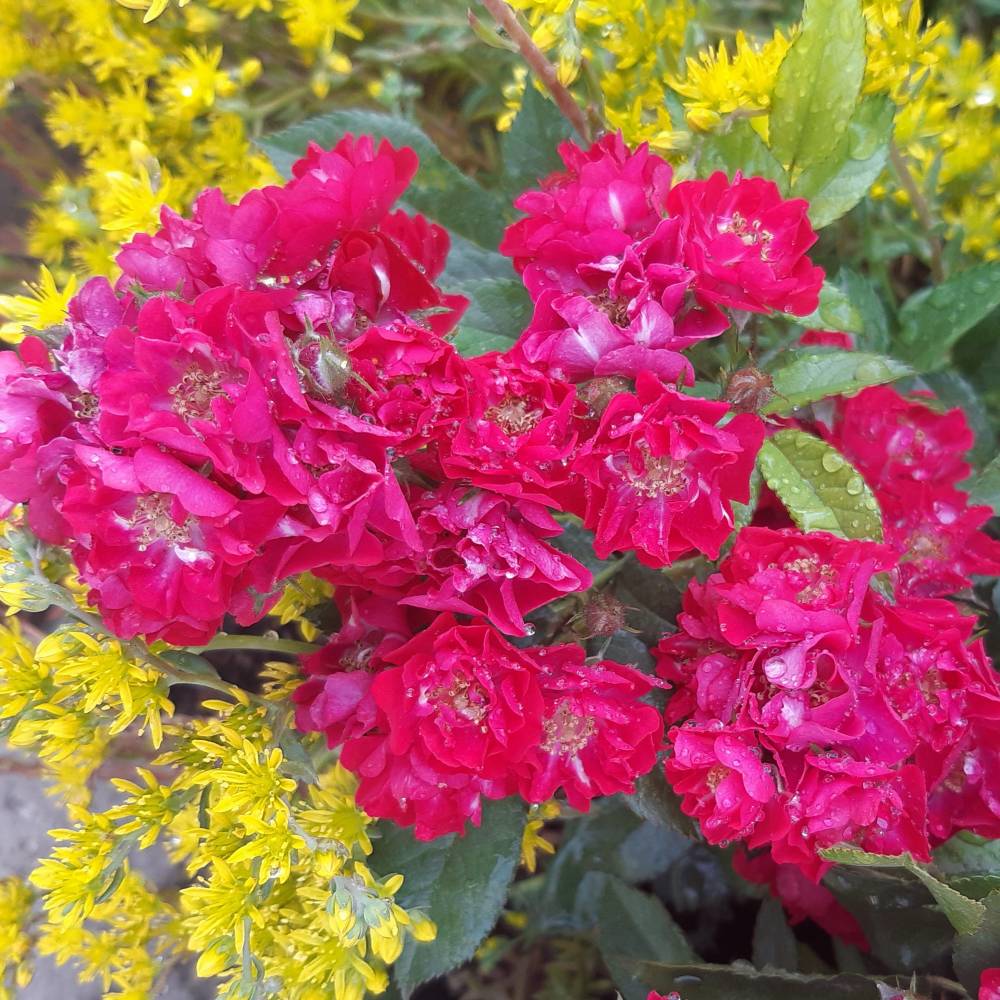 Альберих, горшок 0,5л, возраст 1 год