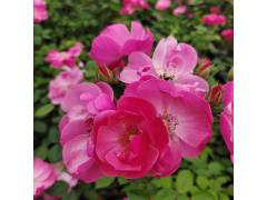 Ангела, горшок 0,5л, возраст 1 год