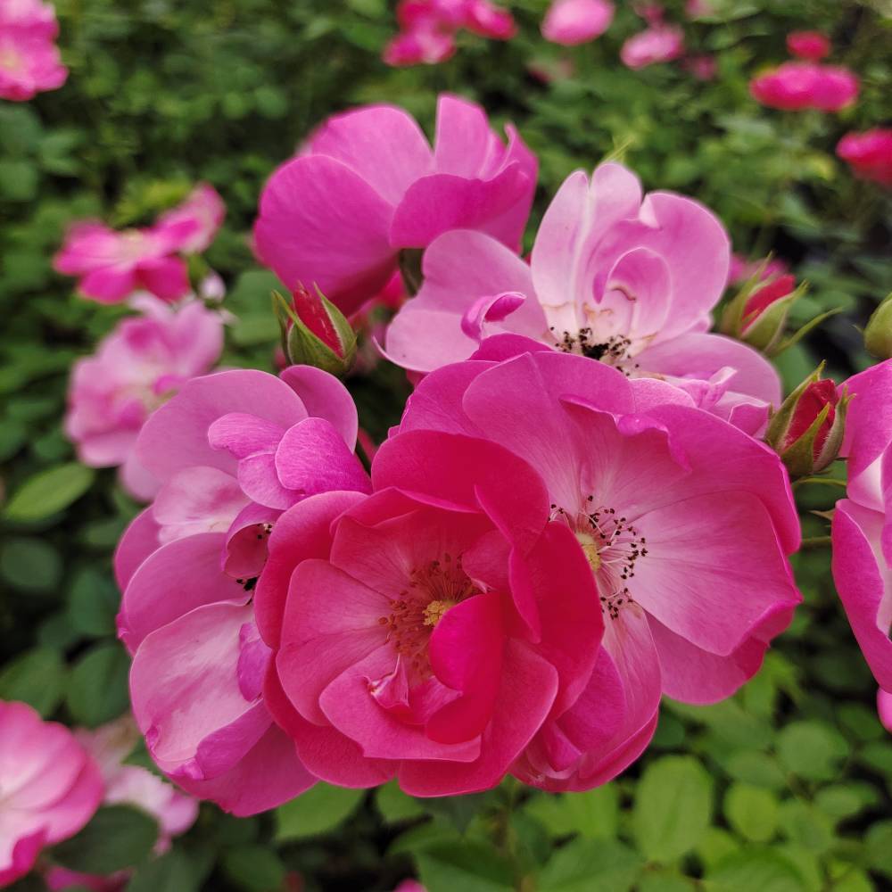 Ангела, горшок 0,5л, возраст 1 год