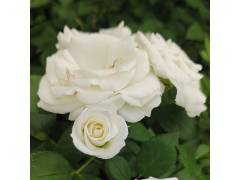 Аспирин, горшок 0,5л, возраст 1 год