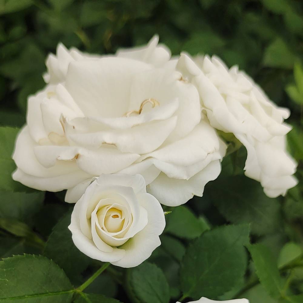 Аспирин, горшок 0,5л, возраст 1 год