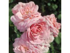 Байландо, горшок 0,5л, возраст 1 год