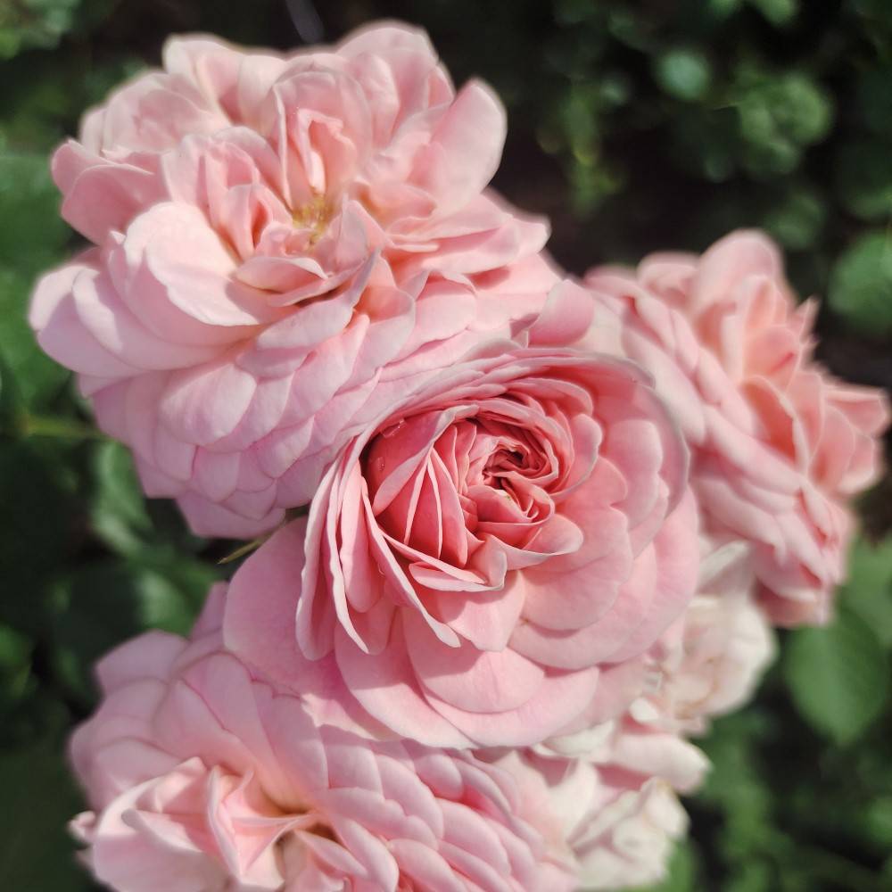 Байландо, горшок 0,5л, возраст 1 год