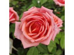 Бермуда, горшок 0,5л, возраст 1 год