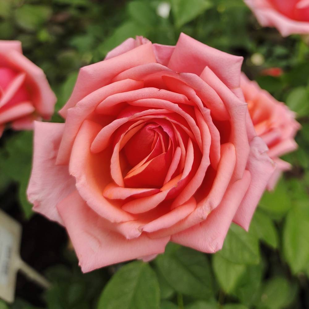 Бермуда, горшок 0,5л, возраст 1 год