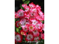 Букаву, горшок 0,5л, возраст 1 год