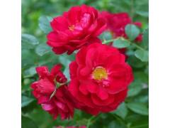 Генри Келси, горшок 0,5л, возраст 1 год