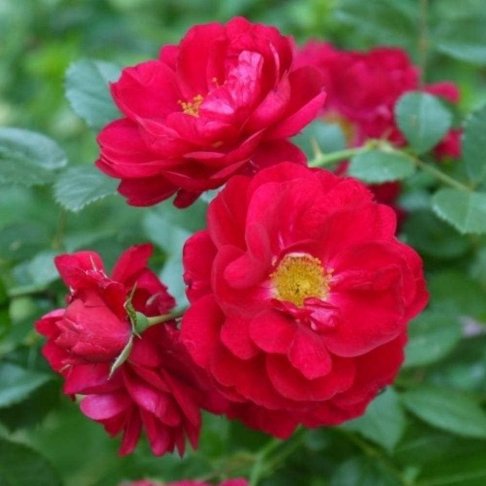 Генри Келси, горшок 0,5л, возраст 1 год