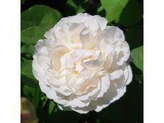 Глемис касл, горшок 0,5л, возраст 1 год