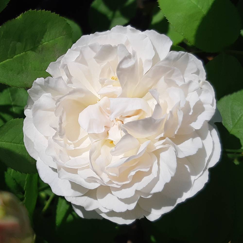 Глемис касл, горшок 0,5л, возраст 1 год