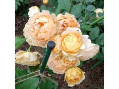 Голден селебрейшен, горшок 0,5л, возраст 1 год