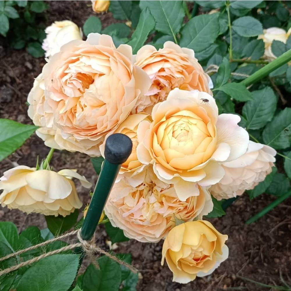 Голден селебрейшен, горшок 0,5л, возраст 1 год