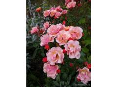 Джаз, горшок 0,5л, возраст 1 год