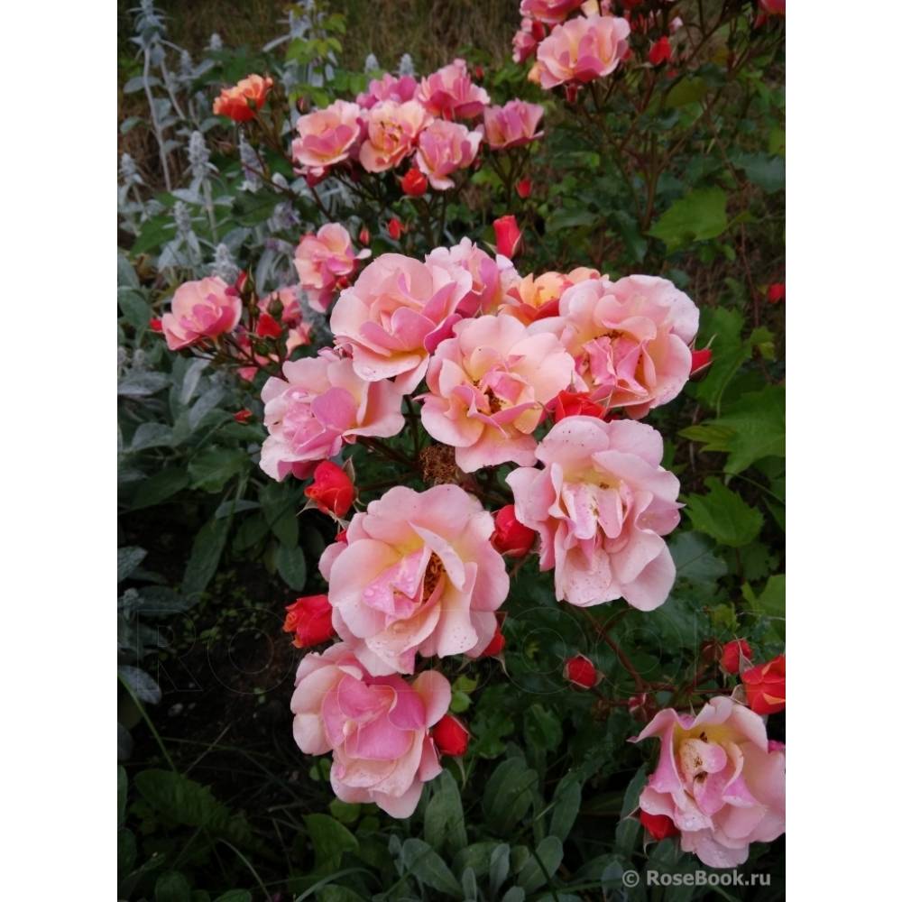 Джаз, горшок 0,5л, возраст 1 год