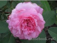 Джон Девис, горшок 0,5л, возраст 1 год