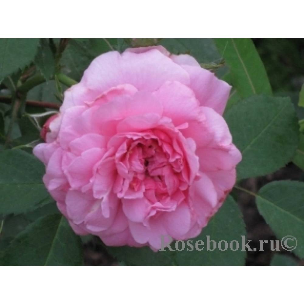 Джон Девис, горшок 0,5л, возраст 1 год