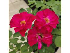 Джон Фраклин, горшок 0,5л, возраст 1 год