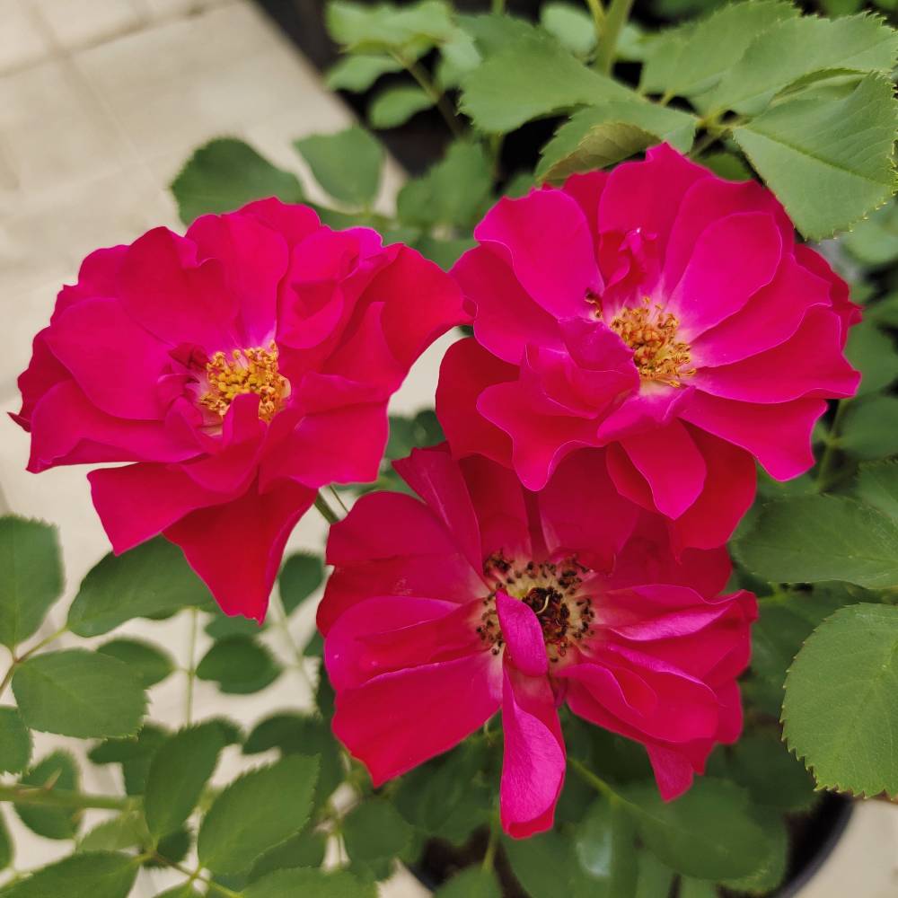 Джон Фраклин, горшок 0,5л, возраст 1 год