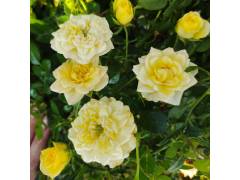 Еллоу фейри, горшок 0,5л, возраст 1 год