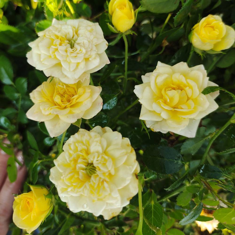 Еллоу фейри, горшок 0,5л, возраст 1 год