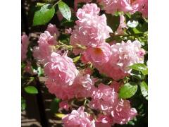 Зе фейри, горшок 0,5л, возраст 1 год