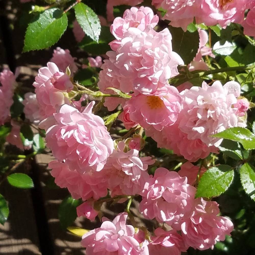 Зе фейри, горшок 0,5л, возраст 1 год