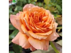 Зоммерзонне, горшок 0,5л, возраст 1 год