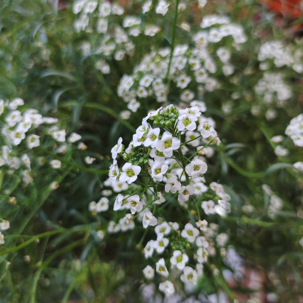 Алиссум ампельный Клеар Кристал Вайт, р8